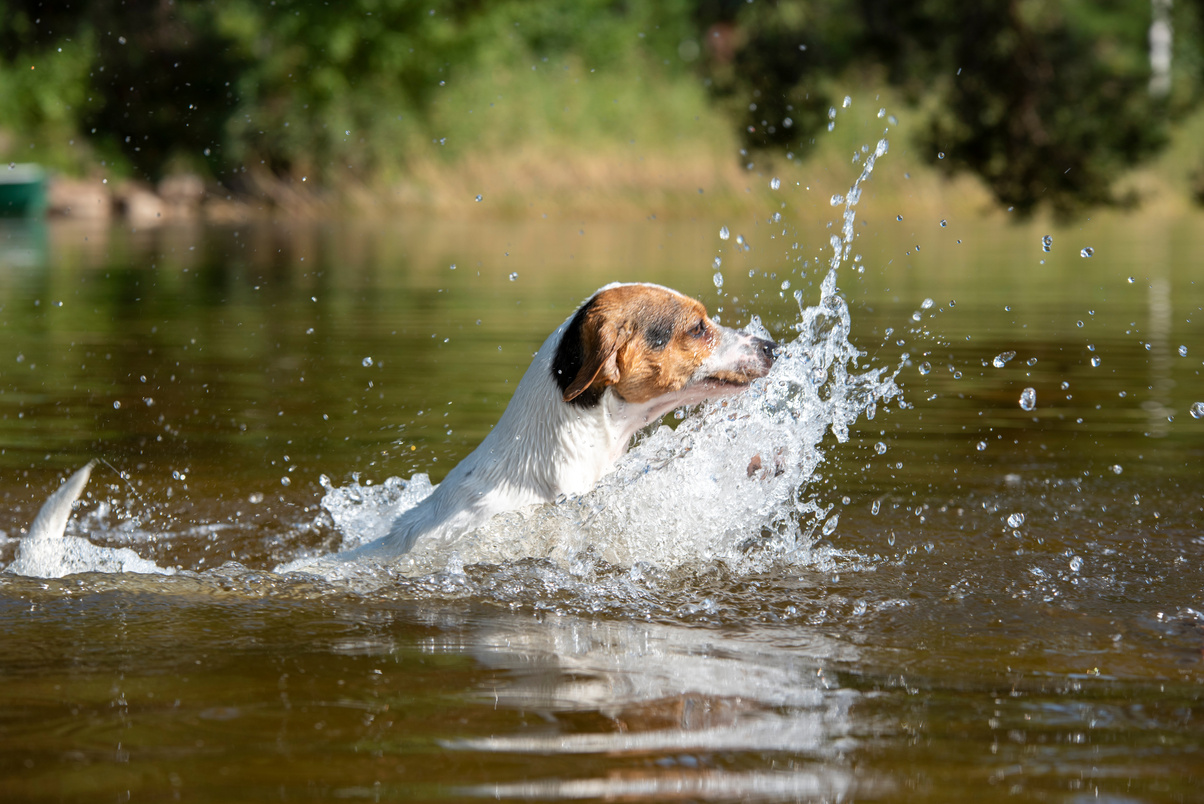 Dog swim in the lake